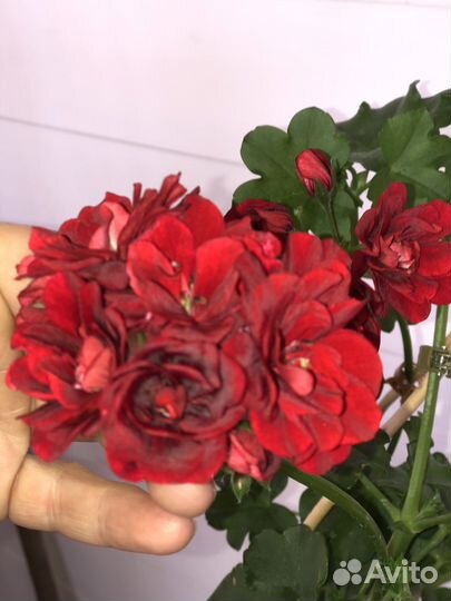 Герань ампельная. 80 см