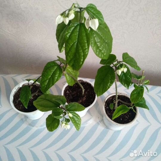 Клеродендрум