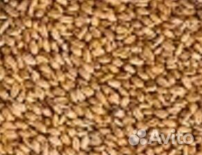 Зерно пшеница 250 кг