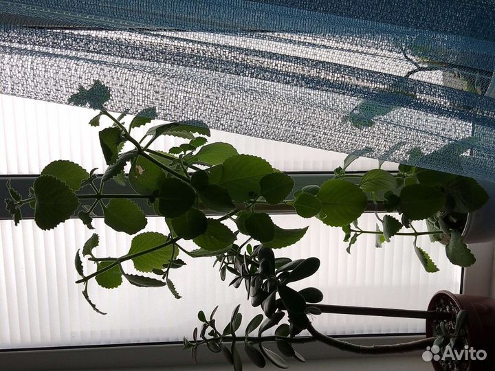 Комнатная мята