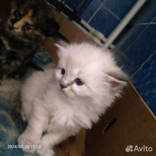 Котята в добрые руки бесплатно