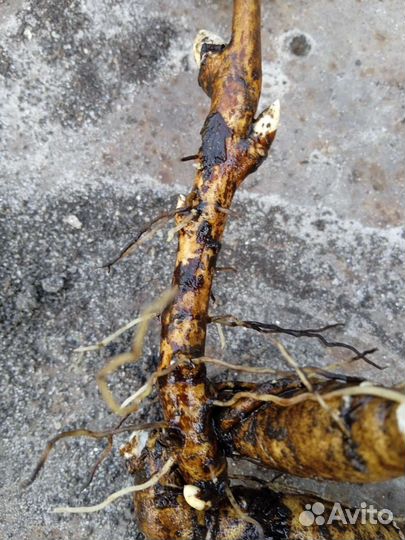 Пион Марьин корень