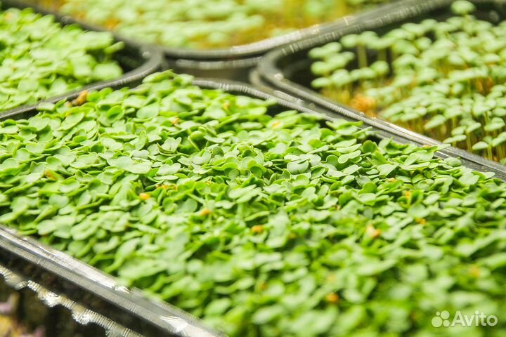 Свежая зелень, микрозелень, проростки