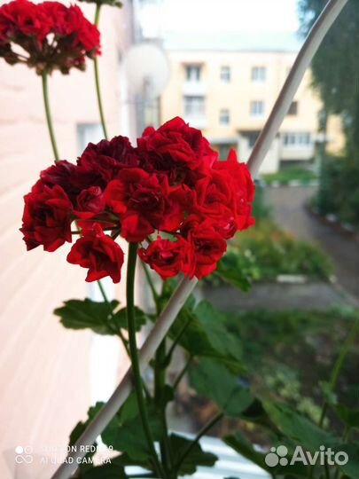 Пеларгония герань