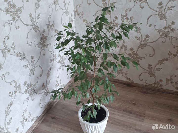 Растения для дома и офиса