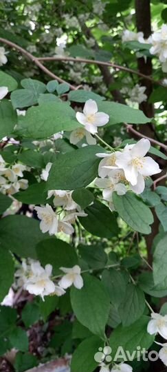 Саженцы Жасмина