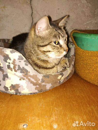 Стерилизованная кошечка ищет дом