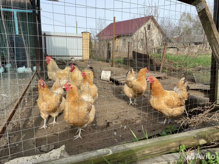 Нидерхайнер и/я, цыплята