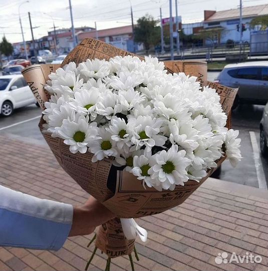 Хризантема Цветы Доставка