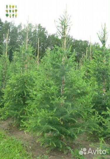 Саженцы ели опт