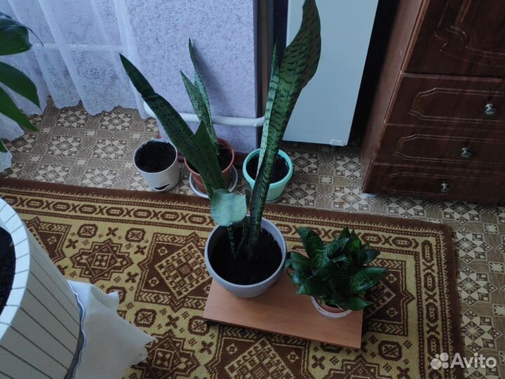 Сансевиерия (короткие 20см и длинные110см)