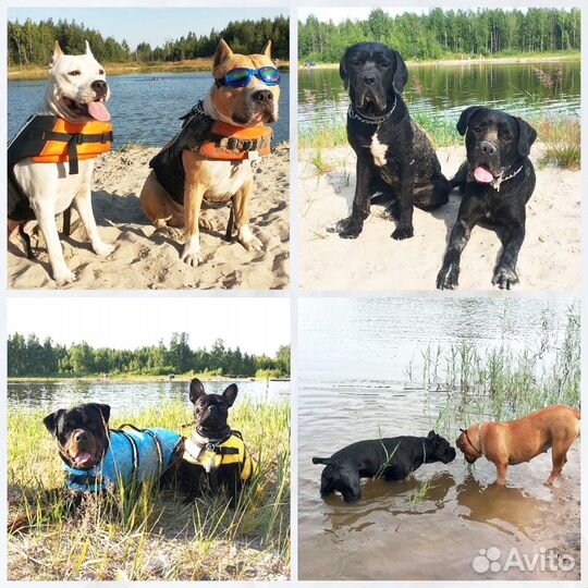 Дрессировка. Передержка крупных и агрессивных