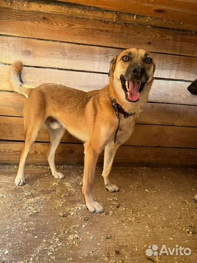 Я Бивис,и я очень хочу свой дом