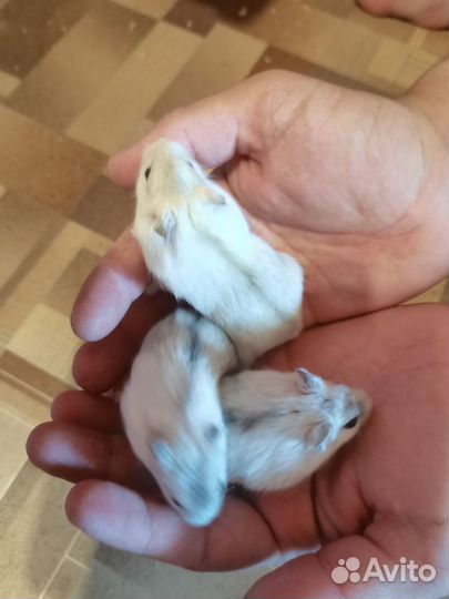 Хомяки джунгарики