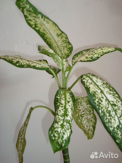 Диффенбахия