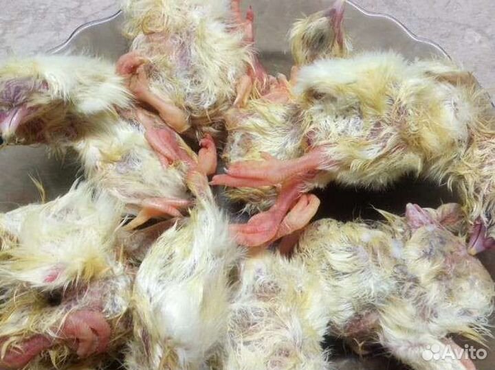 Замороженные суточные цыплята на корм животным
