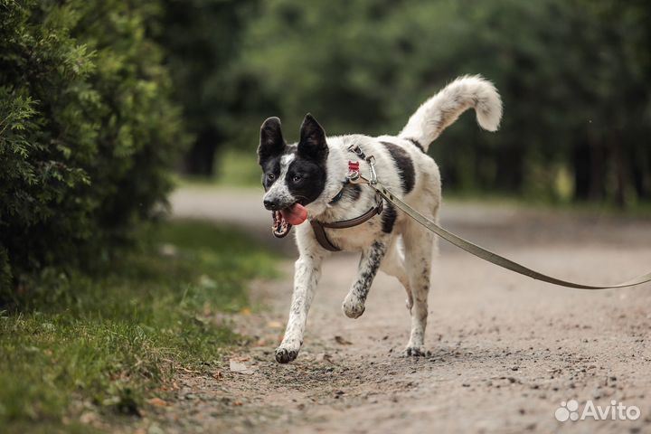 Тадзио, 1 год, в добрые руки