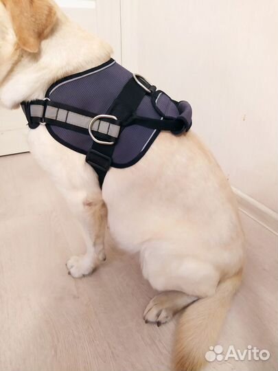 Шлейка для собак крупных и средних пород
