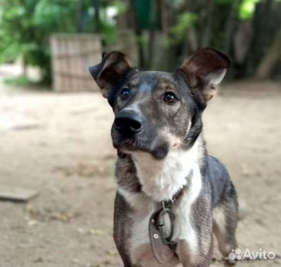 Яр ищет дом