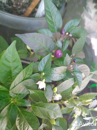 Рассада перчиков