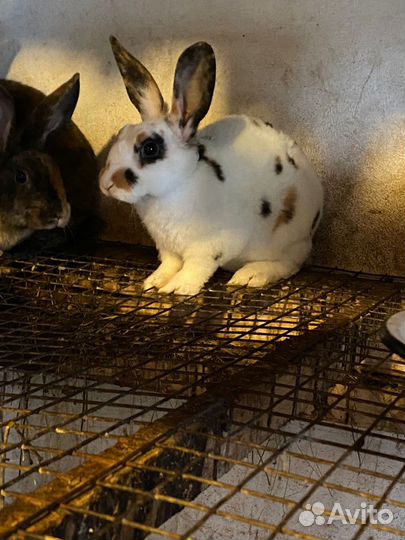 Кролики породы рекс
