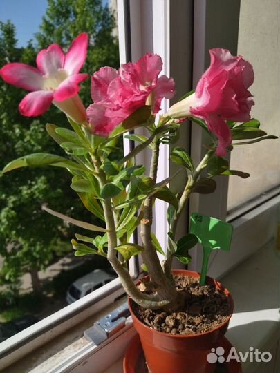 Адениум 2 в 1 и черенки