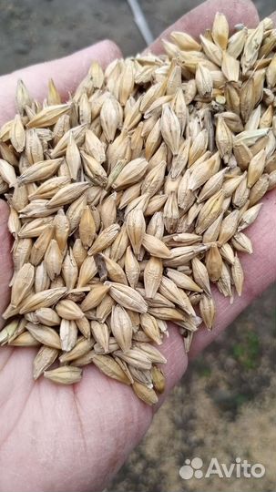 Продам зерно ячмень 9т.за тонну