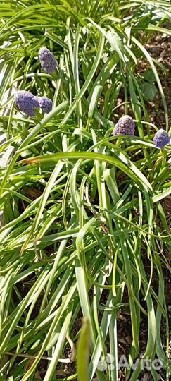 Мальва, форзиция и др