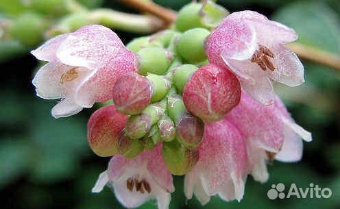 Снежеягодник