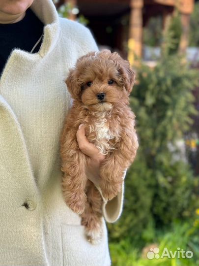 Мальтипу девочка