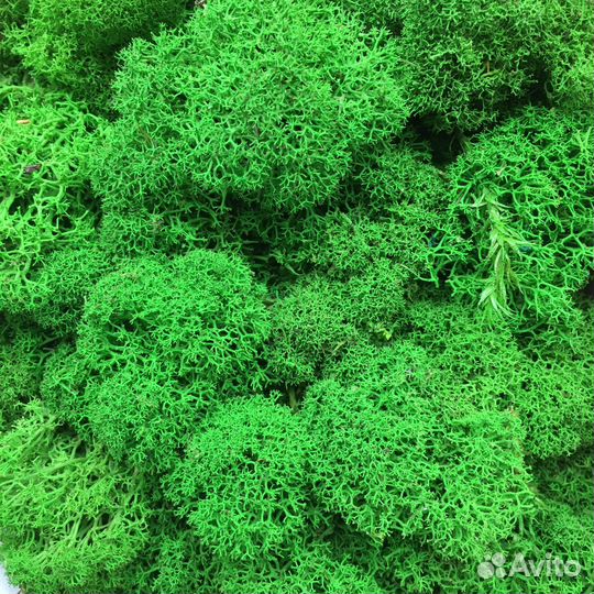 Стабилизированный мох мелкий