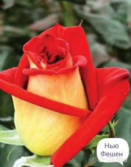 Саженцы роз открыт сезон продаж отправлю по России