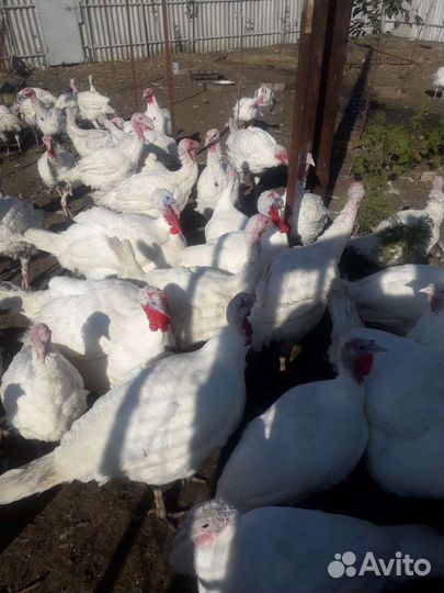 Индейка на праздничный стол