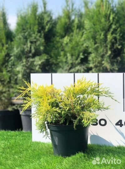 Саженцы можжевельник Кинг оф спринг из питомника