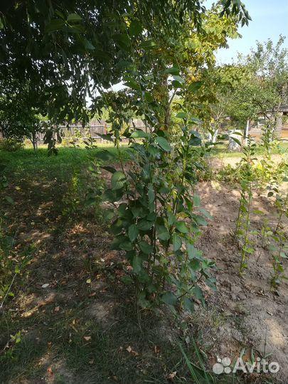 Саженцы садовой черешни