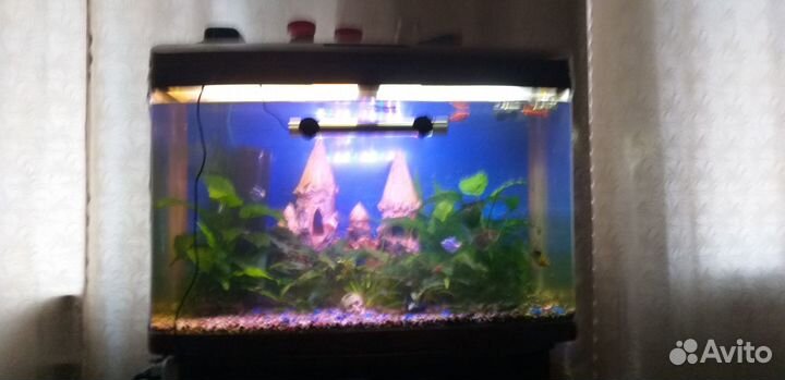 Аквариум