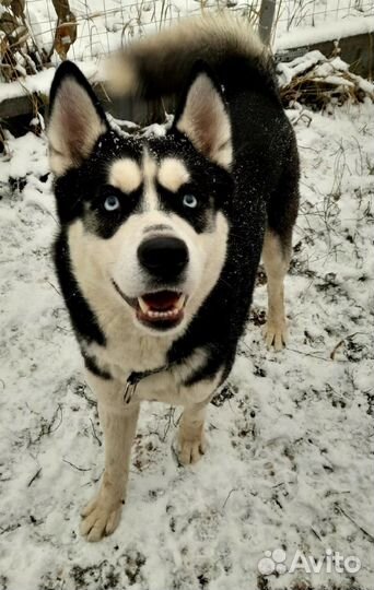 Зоогостиница для собак