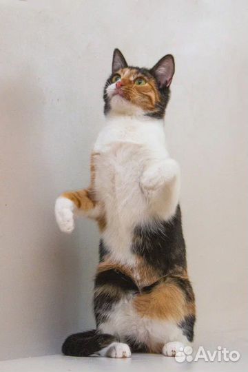 Ищет дом красавица Ширли