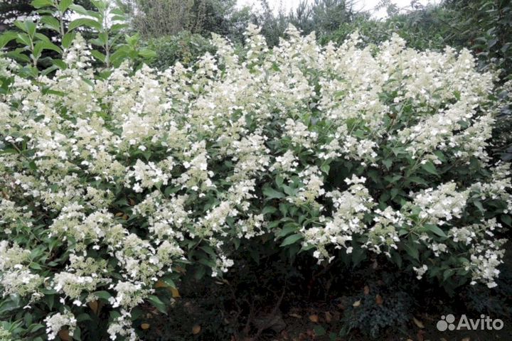 Гортензия Киушу