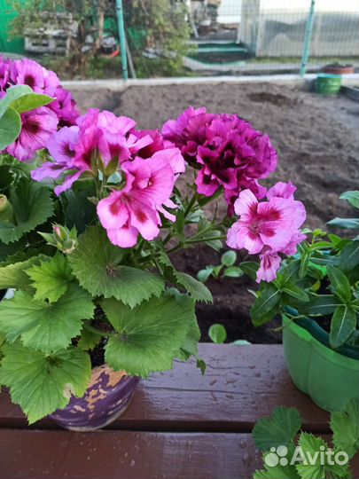 Пеларгония герань