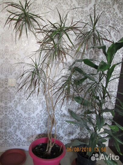 Драцена два метра