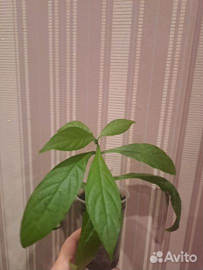 Пахистахис