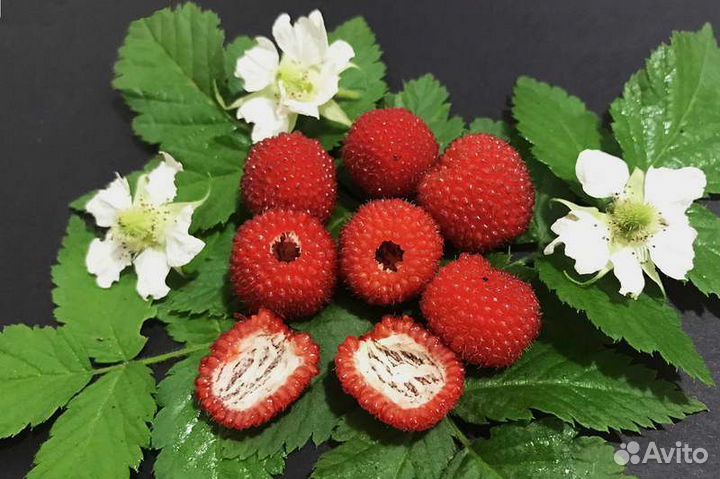 Малина розоволистная