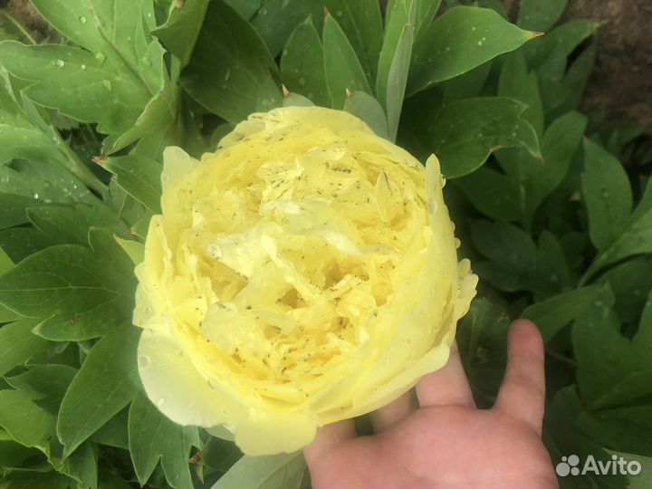 Пион бартзелла