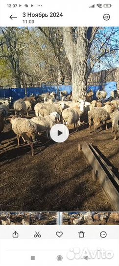 Овцы жирохвосты