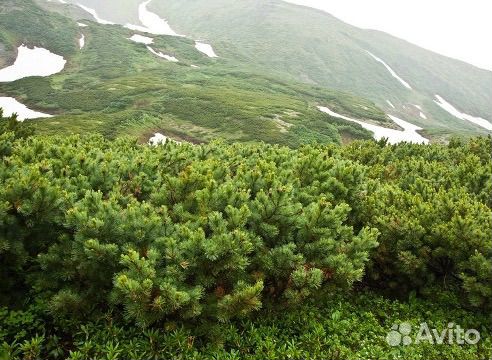 Кедр и кедровый стланик саженцы из питомника