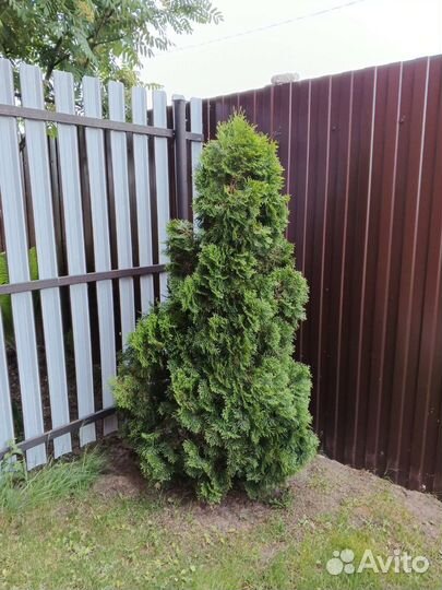 Туя колоновидная