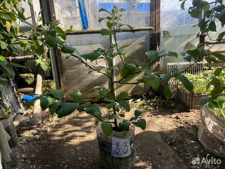 Лимонное дерево