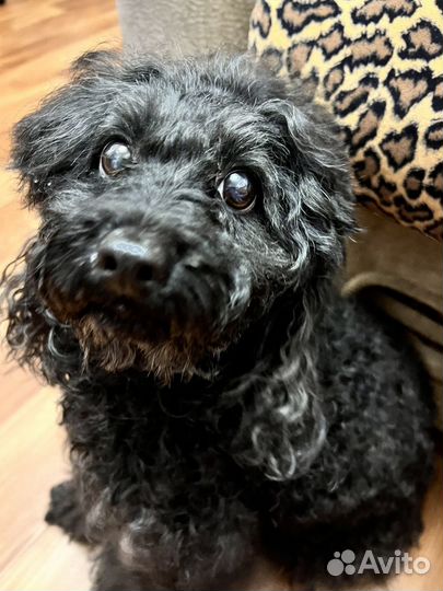 Найдена собака