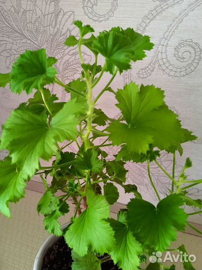 Герань в горшке